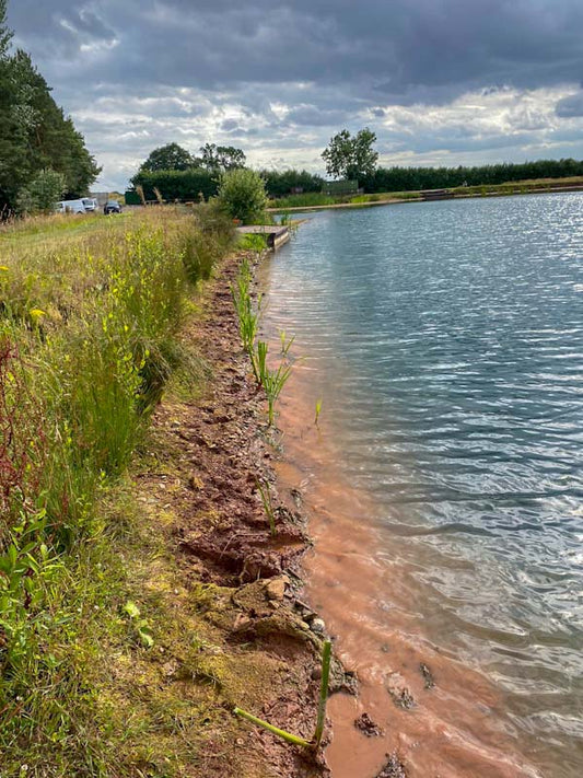 New reed bed planted alongside lake