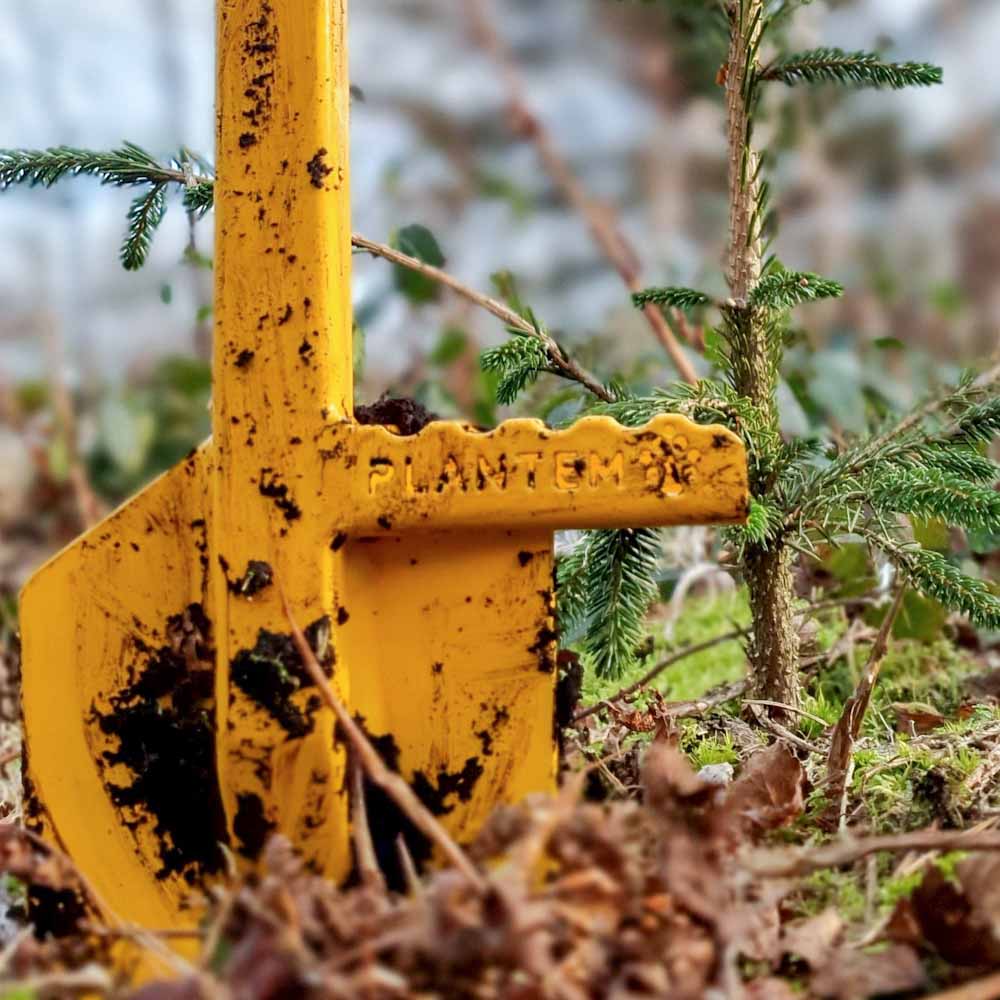 Tree planting Spear in ground next to a small spruce tree sapling