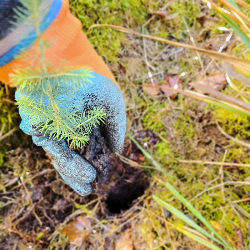 Gloved hand inserting a cell grown spruce sapling in a plug of soil into a hole in the forest floor created by a PLANTEM Short Dibber