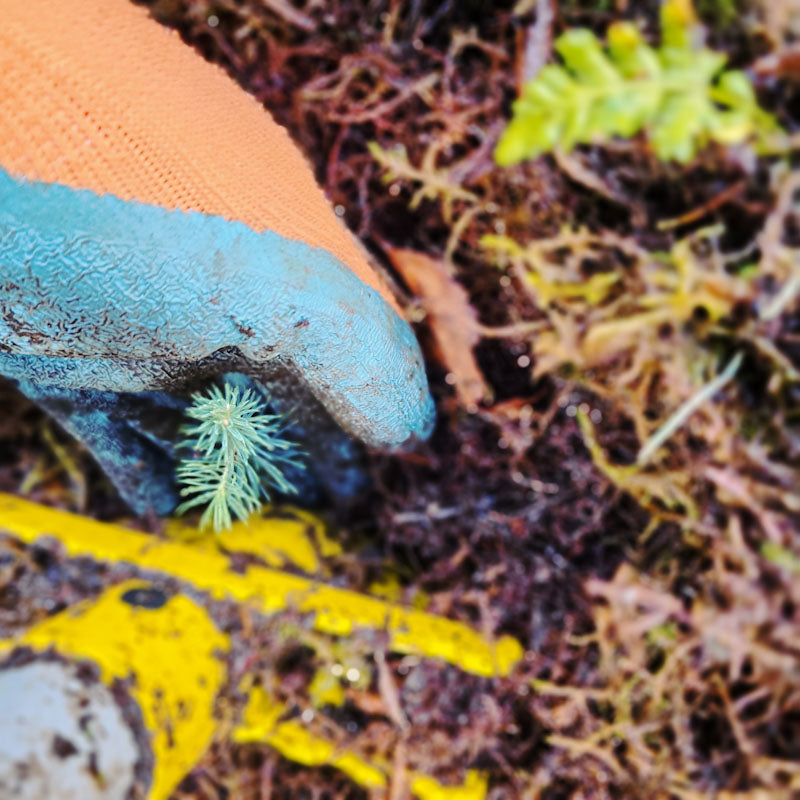 Planting small spruce sapling in forest floor with gloved hand and PLANTEM Short Spear