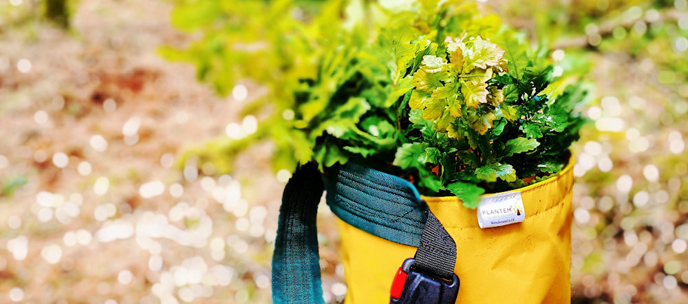 Tree Planting Bag full of oak saplings, used to carry saplings while planting new woodland or creating hedgerows