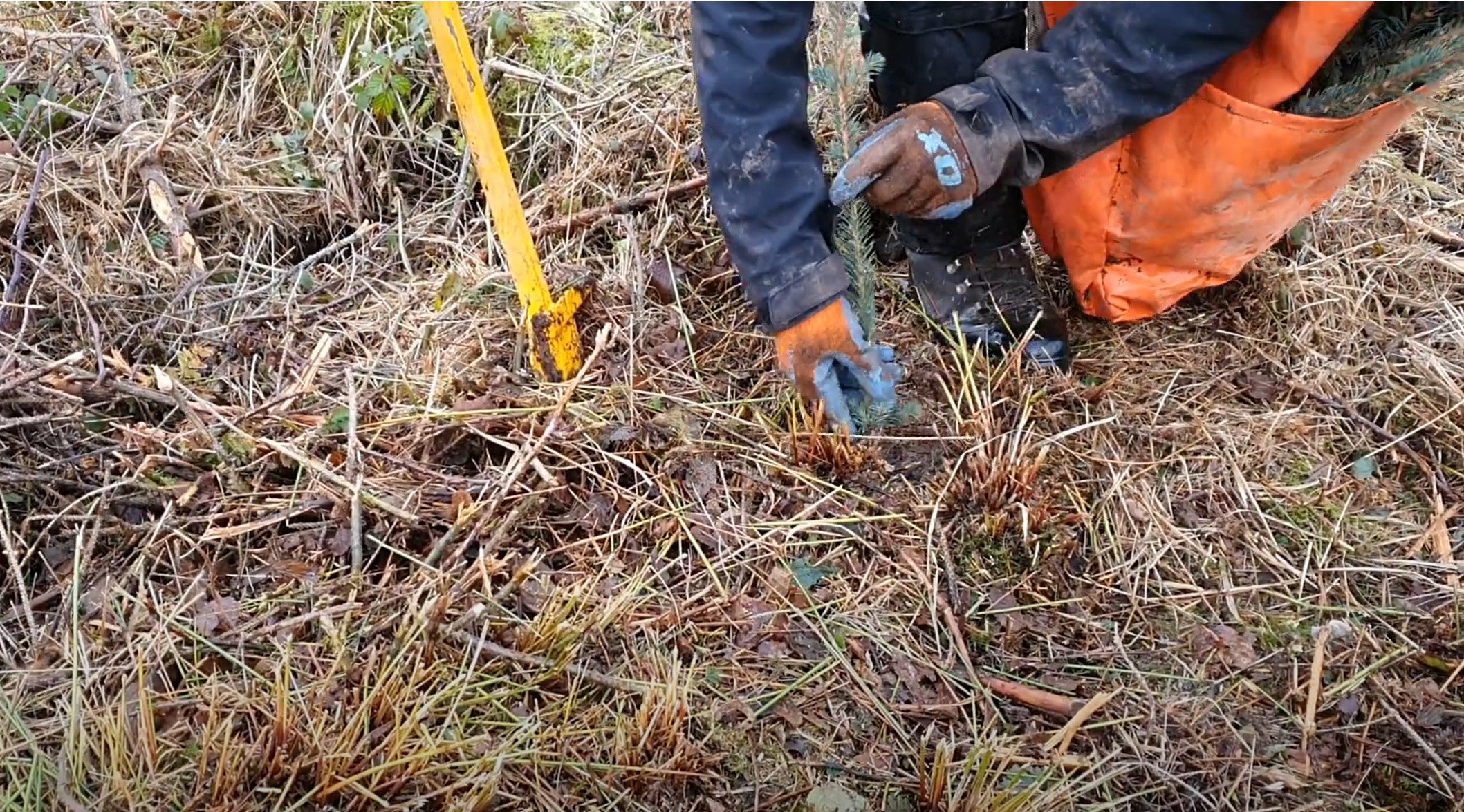 Load video: Planting spruce tree sapling in woodland with a PLANTEM Spear